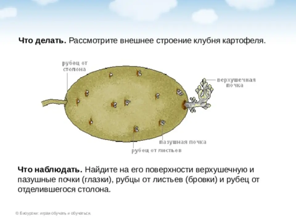 Какие структуры можно различить на фото картофеля Какое вещество запасается в стебле клубни картофеля