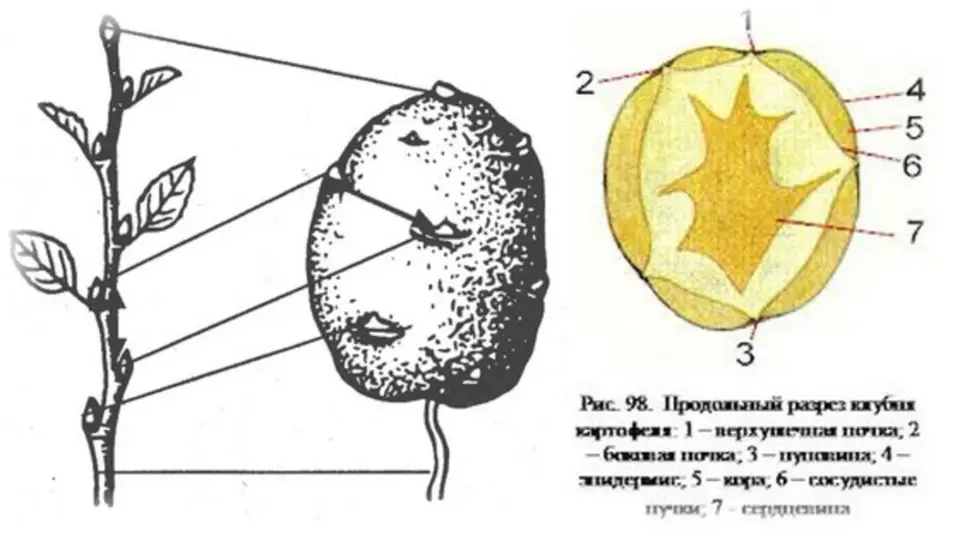 Осевое строение картофеля
