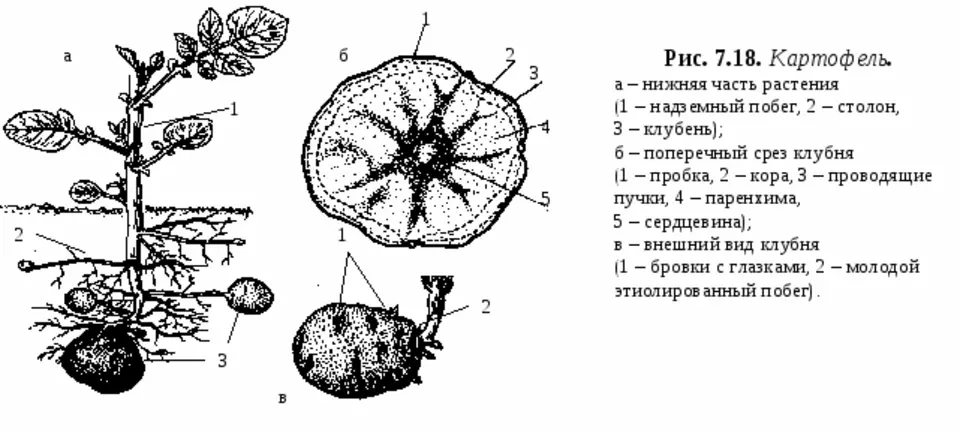 Осевое строение картофеля