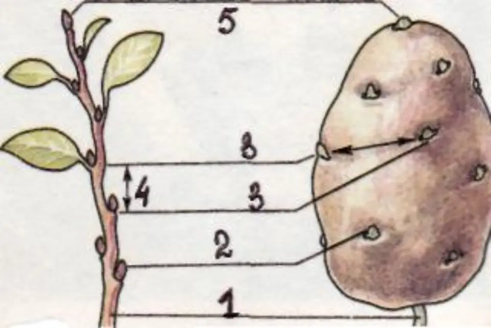 Побеговую природу клубня картофеля доказывает осевое строение. Строение клубня картофеля и луковицы. Клубень картофеля биология 6. Строение побега и клубня.