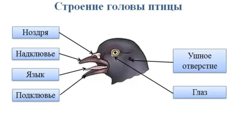 Какие изменения произошли с челюстями птиц. Внешнее строение птиц клюв. Внешнее строение головы птицы. Строение клюва птицы. Строение головы голубя.