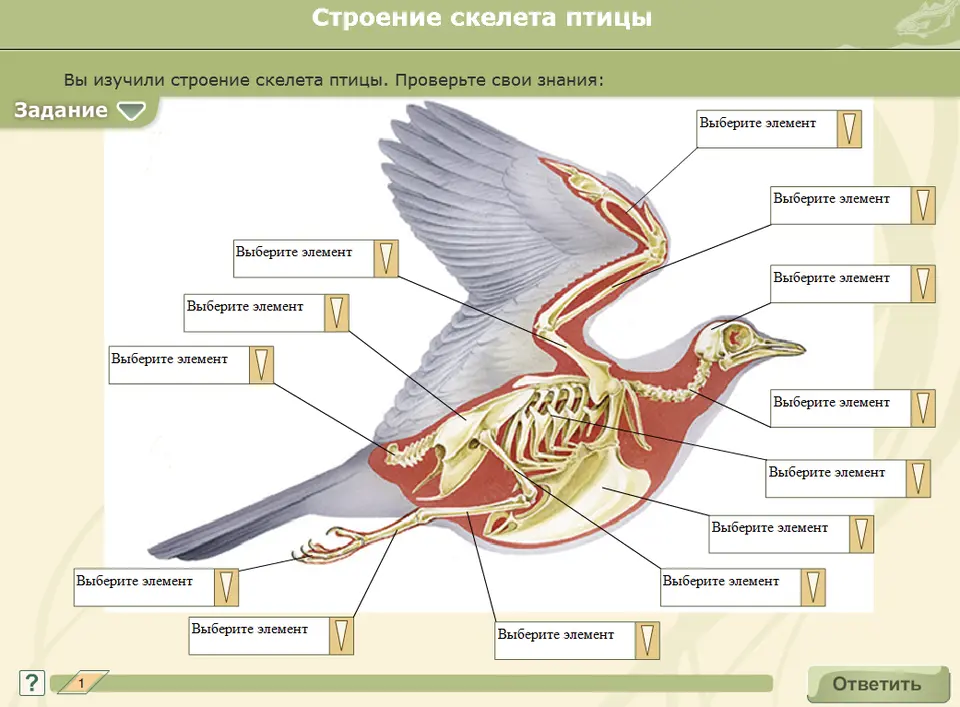 Особенности строения птиц леса