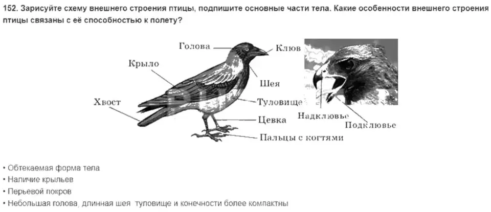 Лабораторная работа изучение внешнего строения птицы. Внешнее строение птицы биология 7 класс. Внешнее строение птиц 7 класс. Внешнее строение птицы вороны. Внешнее строение птицы биология 7 класс лабораторная.