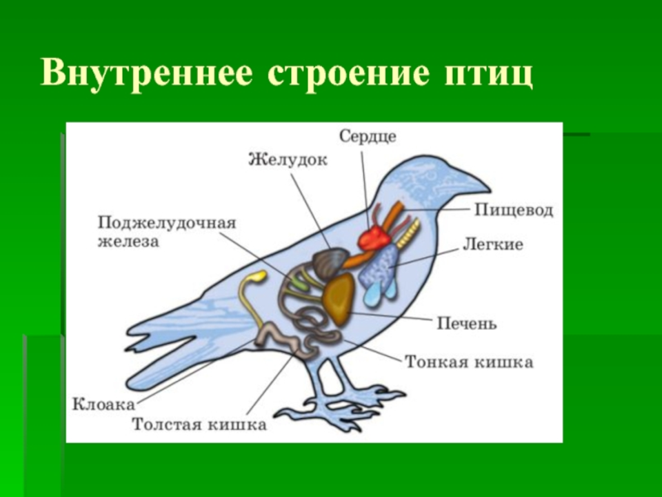 Органы чувств система птиц