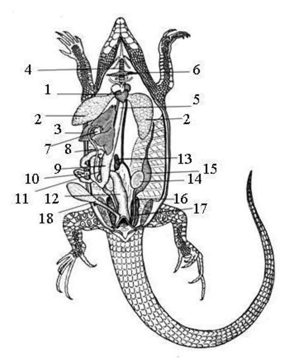 Пищеварительная система прыткой ящерицы. Строение самца ящерицы. Внутреннее строение прыткой ящерицы. Система строения внутренних органов рептилий.