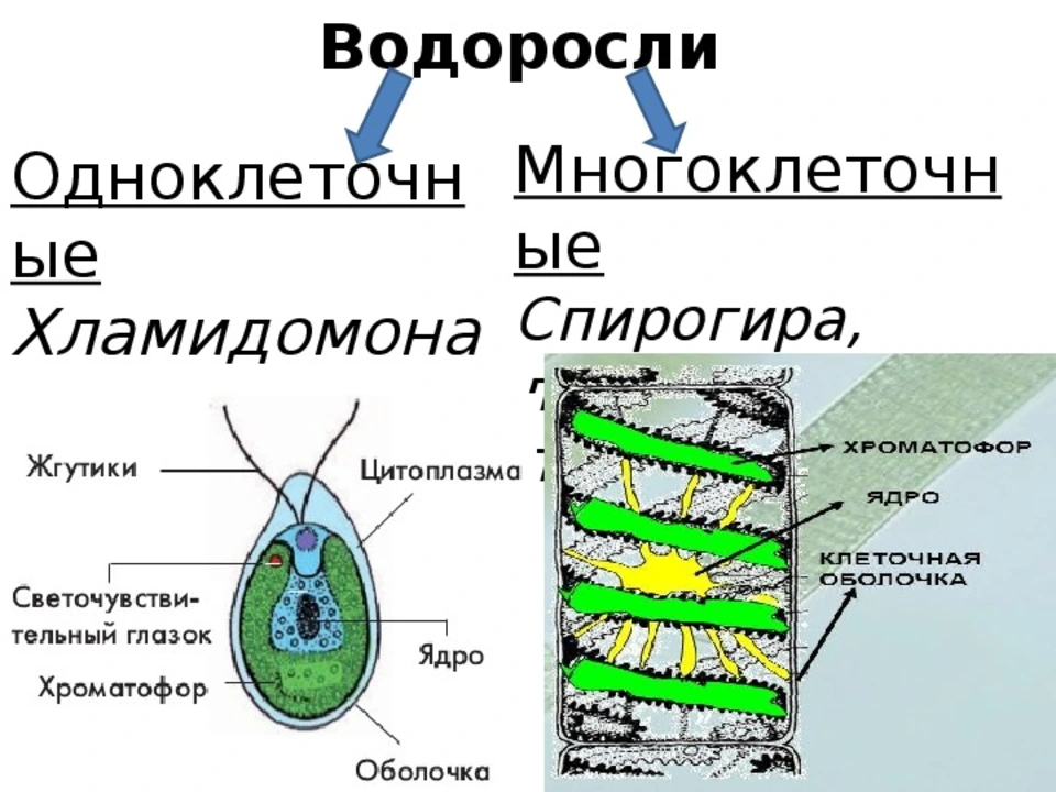 Клетки водорослей образованы. Строение многоклеточных зеленых водорослей 5 класс. Строение клетки водоросли 5 класс. Многоклеточные водоросли 5 класс биология. Строение клетки водоросли 5 класс биология.