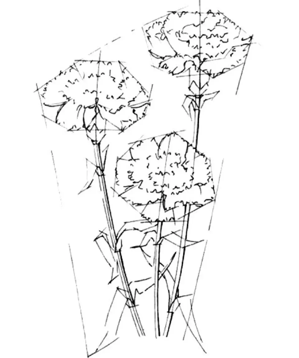 Как нарисовать гвоздику на 9 мая ребенку. Гвоздика карандашом. Набросок гвоздики. Гвоздики для срисовки. Поэтапное рисование гвоздики.