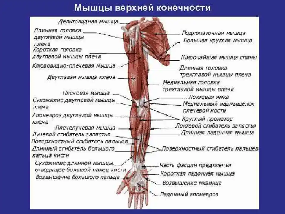 Плечо предплечье надплечье картинка