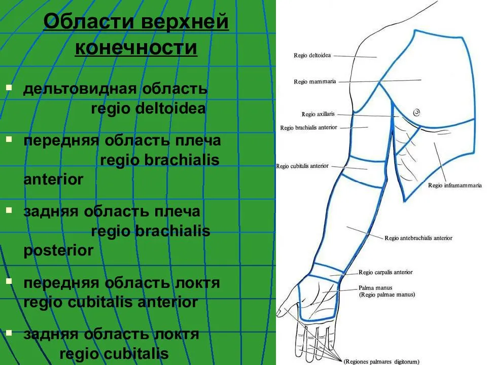 Показать плечо и предплечье человека на картинке