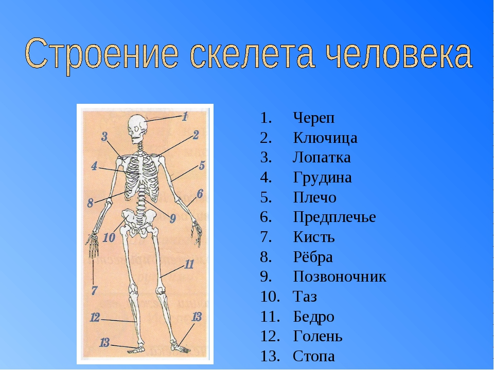 Строение части человека. Части тела предплечье. Строение тела человека плечо. Плечо и предплечье анатомия.