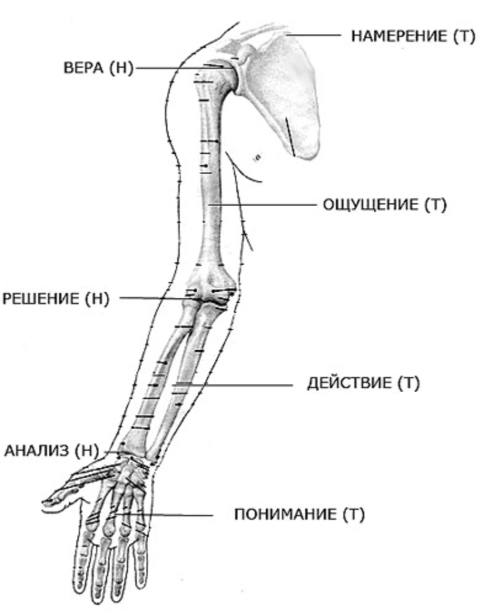 Строение предплечья руки