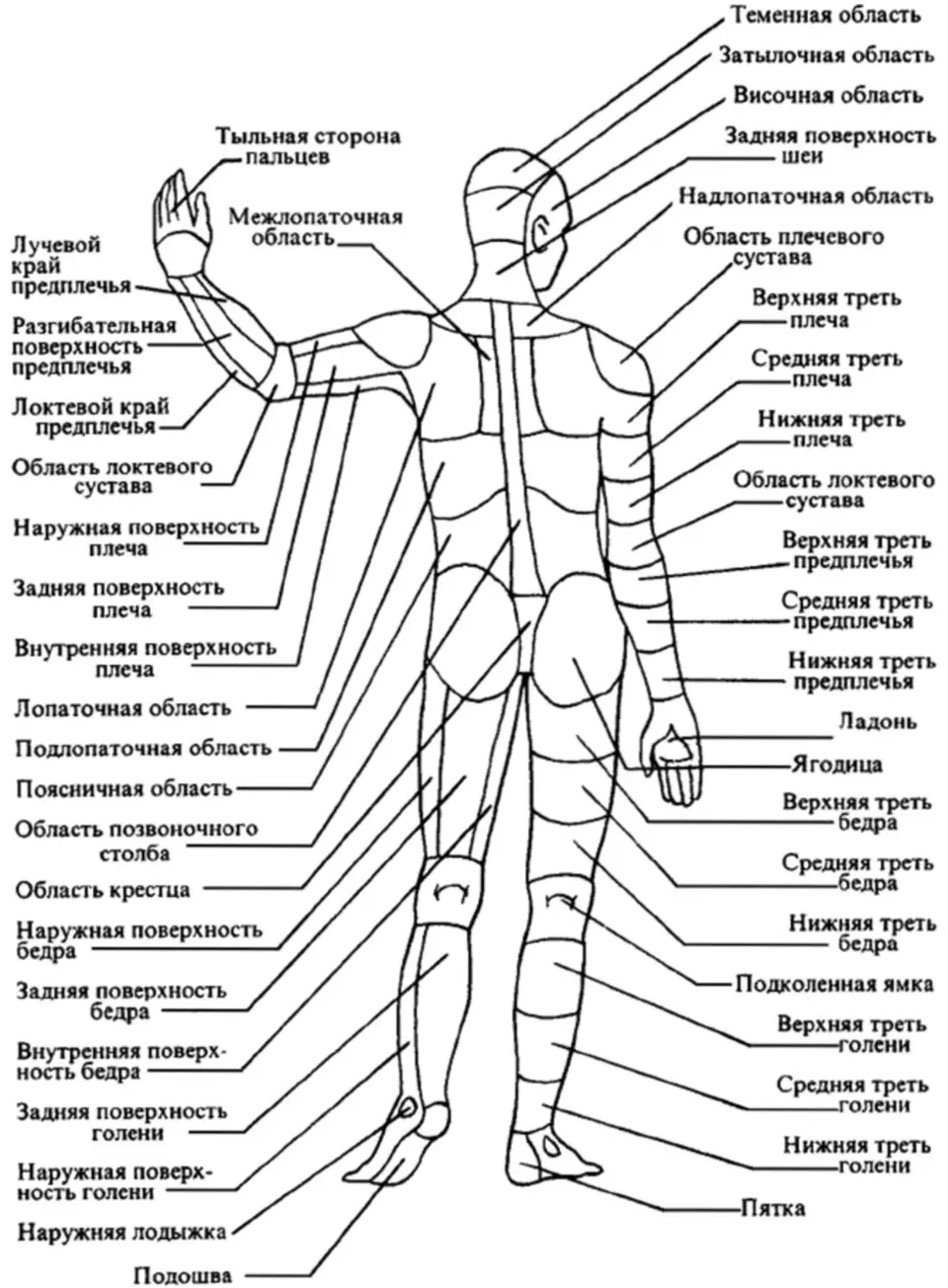 Застраховать части тела. Анатомия человека наружных частей тела название. Внешние органы человека схема расположения.