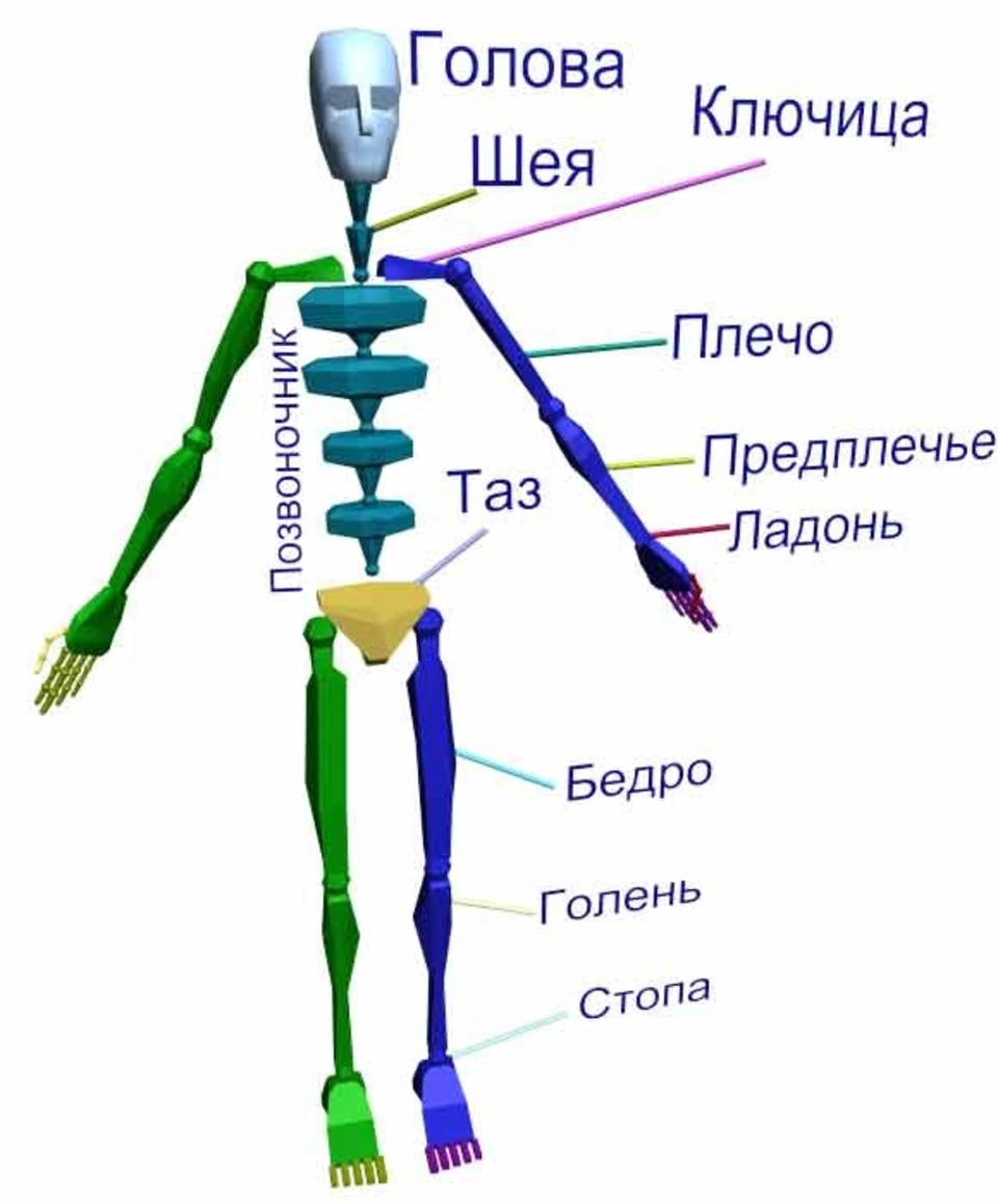 Плечо и предплечье у человека картинки. Части тела человека. Название частей тела. Части тела анатомия. Части человеческого тела названия.