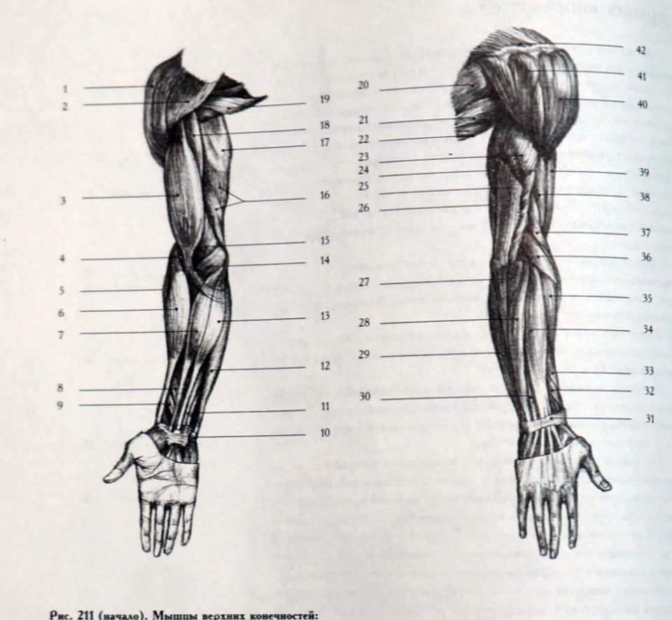 Третье предплечье. Мышцы верхней конечности и нижних конечностей анатомия. Мышцы верхних конечностей анатомия рисунок. Предплечье анатомия строение рисунок анатомия. .Мышцы верхней конечности (плечо и предплечье).