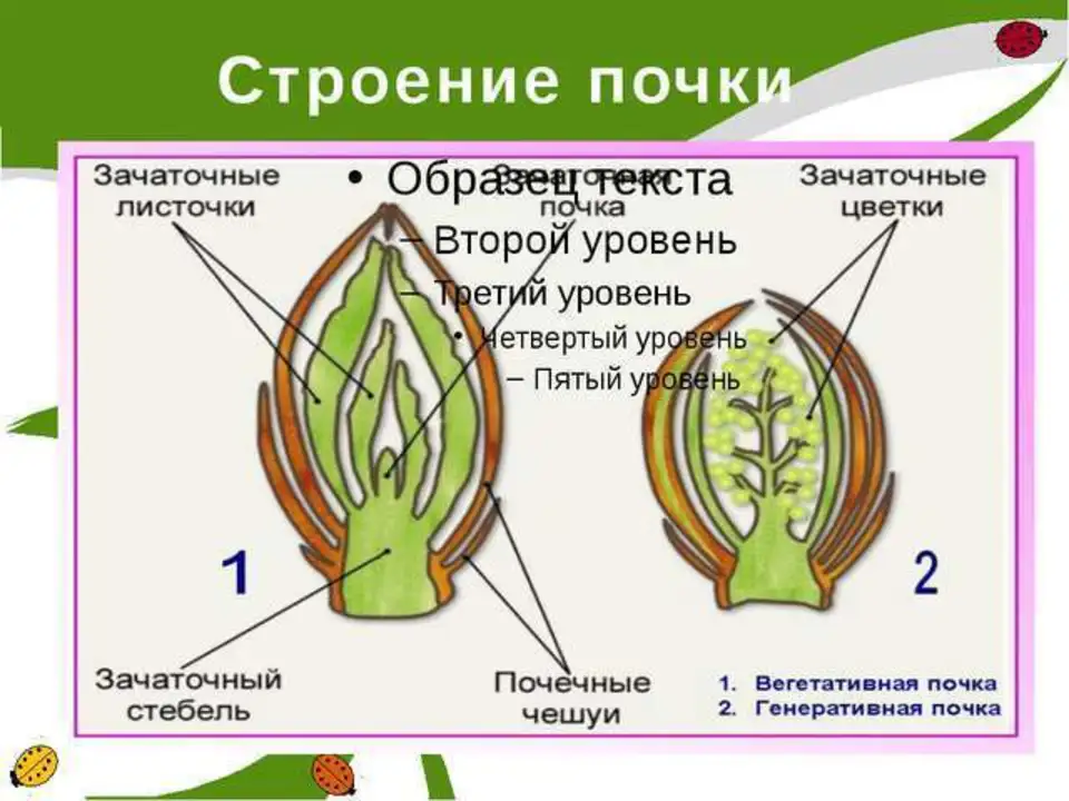 Рассмотрите рисунок вегетативной почки и выполните задания. Строение генеративной почки растения. Строение листовой почки 6. Вегетативная почка это в биологии 6 класс. Генеративная почка это в биологии 6 класс.