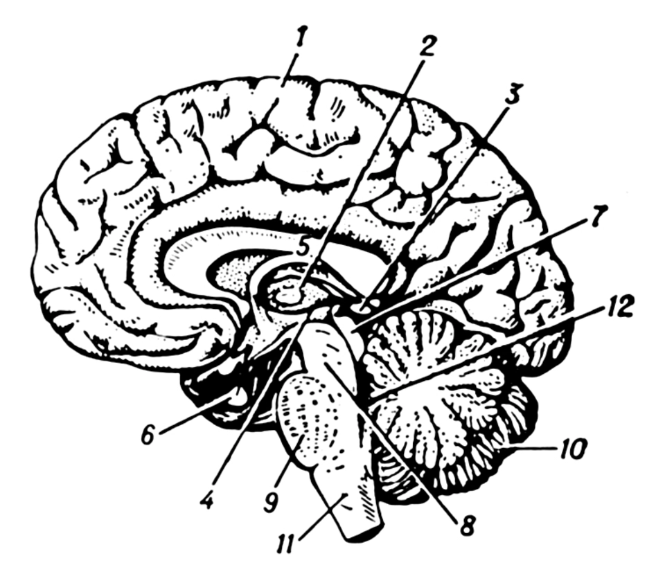 Мозг человека строение биология. Промежуточный мозг вид сбоку. Основные отделы головного мозга схема. Зрительный бугор мозжечка. Поперечный срез головного мозга схема.