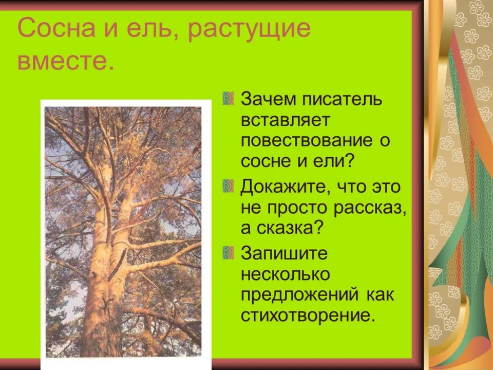 История сосны и ели. Ель и сосна кладовая солнца. Ель и сосна растут вместе. Несколько предложений о ели и сосне. Иллюстрация к эпизоду о ели и сосне.