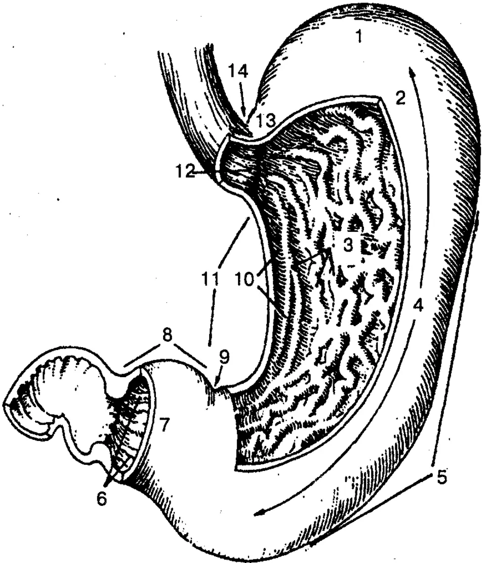 Строение Желудка Фото