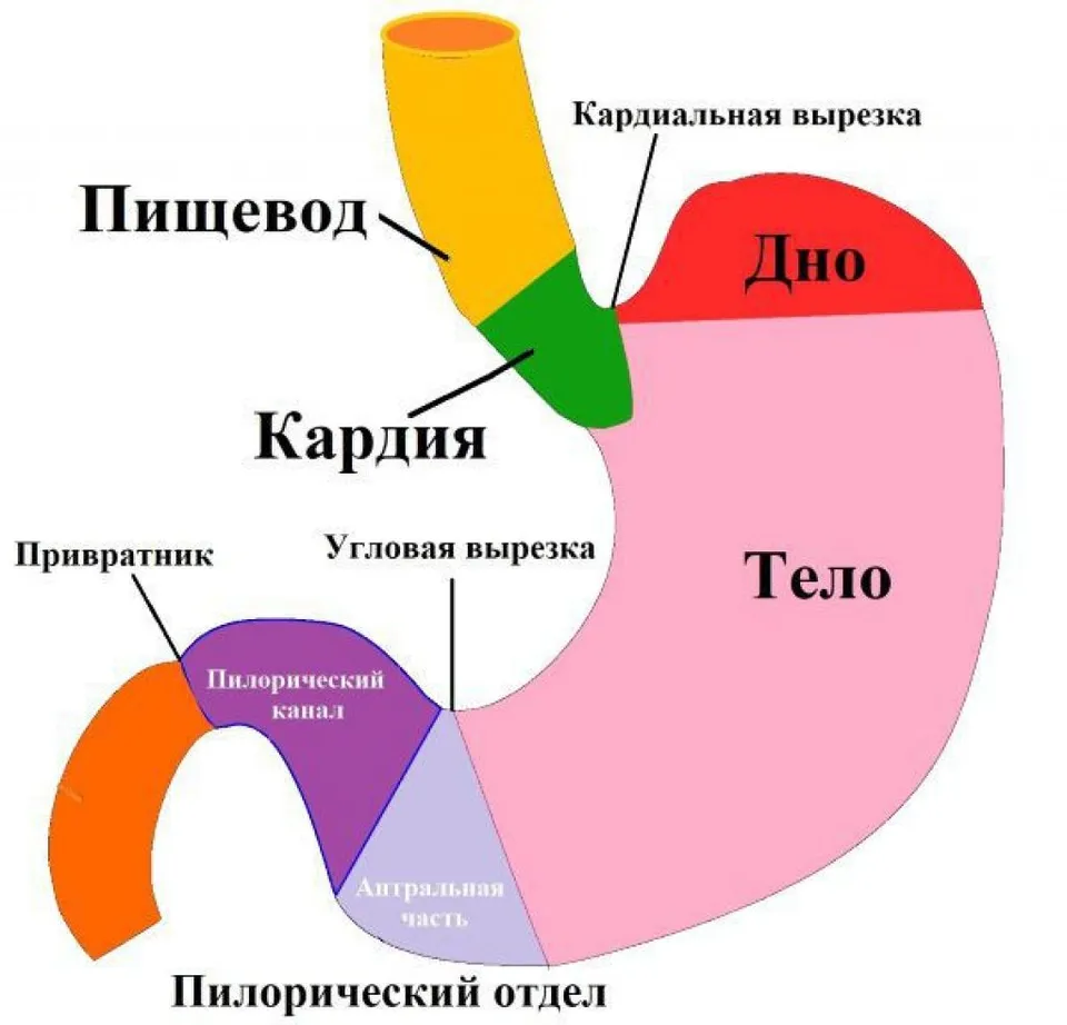 Вырезка газа. Антральный и фундальный отдел желудка. Желудок кардиальный отдел желудка. Фундальный антральный пилорический отделы желудка. Строение желудка антральный отдел.