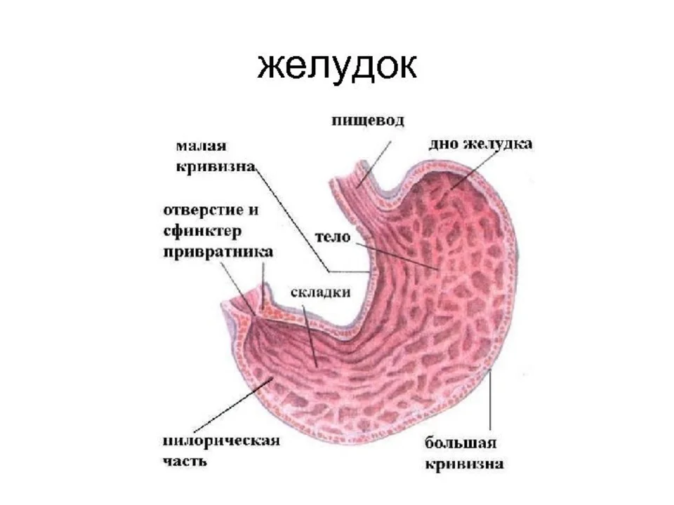 Строение Желудка Фото