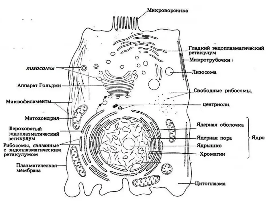 Строение клетки пономарева