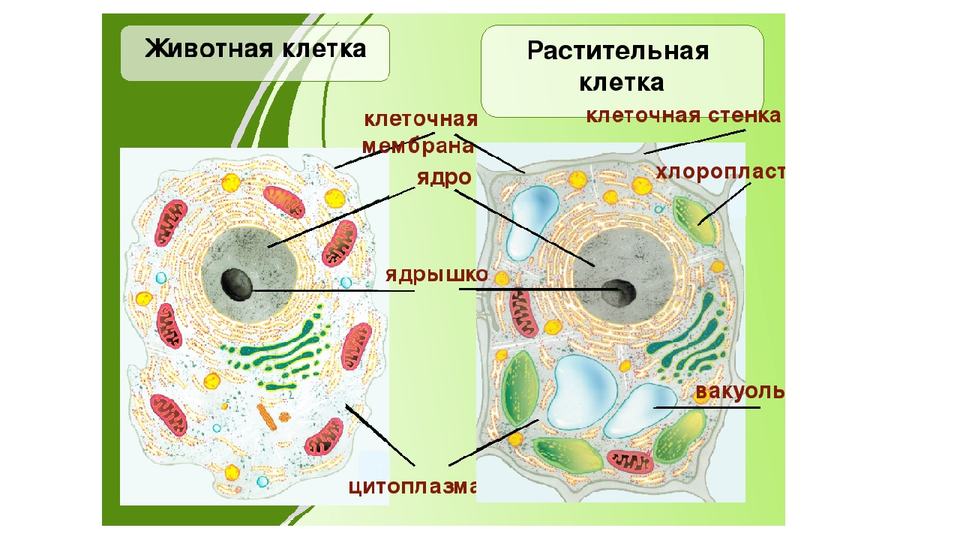 Центральная клетка растений