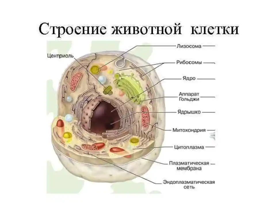 Биология клетка животных. Строение животной клетки рисунок 7 класс. Схема строения животной клетки. Строение животной клетки 7 класс. Строение клетки животных 7 класс биология.