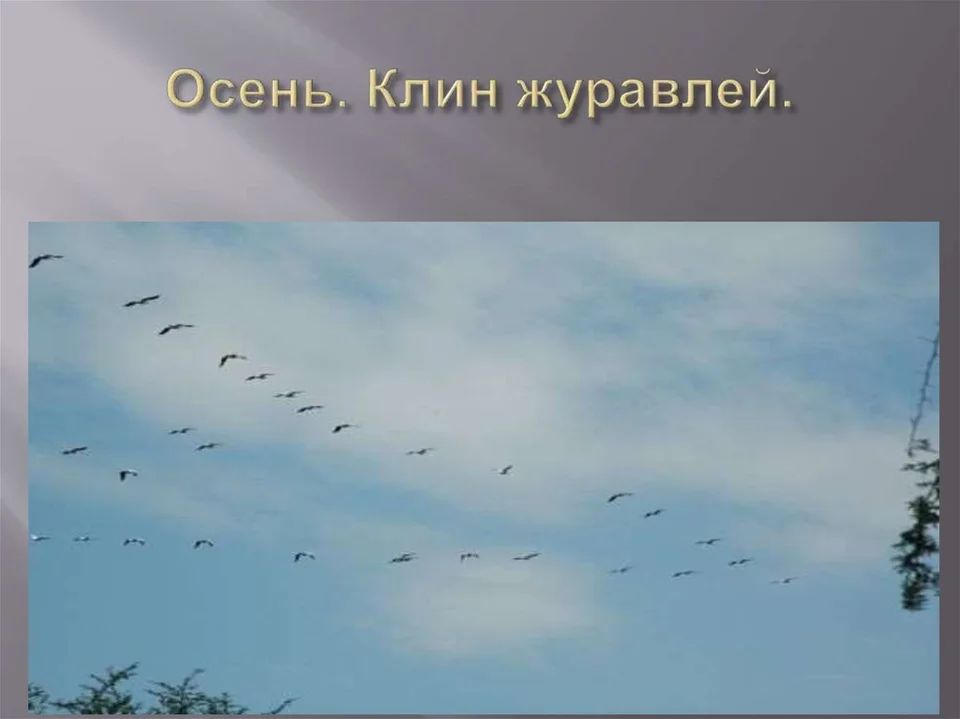 Пик на карту журавлиный луг. Журавлиный Клин. Рисунок для первого класса Клин журавлей.