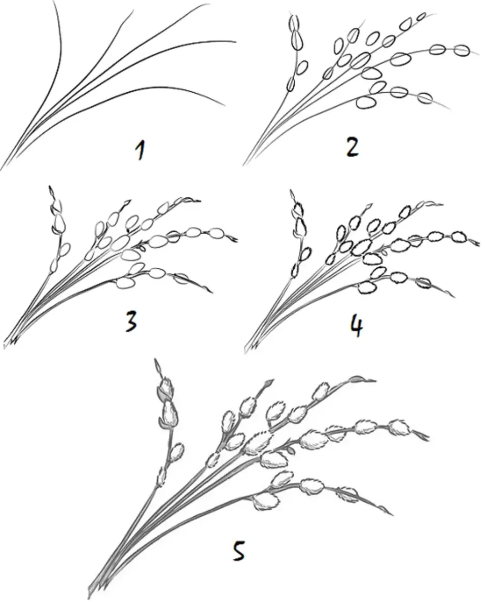 Легкий рисунок вербы. Ветка вербы поэтапность. Верба рисунок. Поэтапное рисование веток. Рисование ветка вербы.