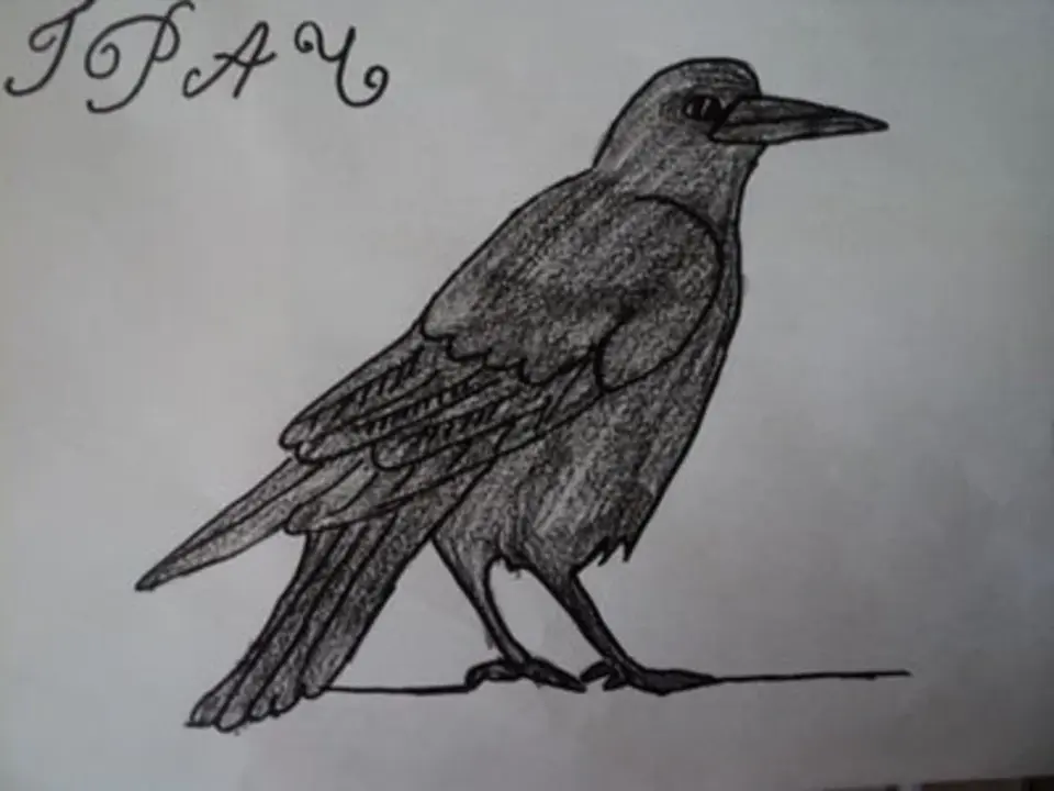 Серая ворона рисунок