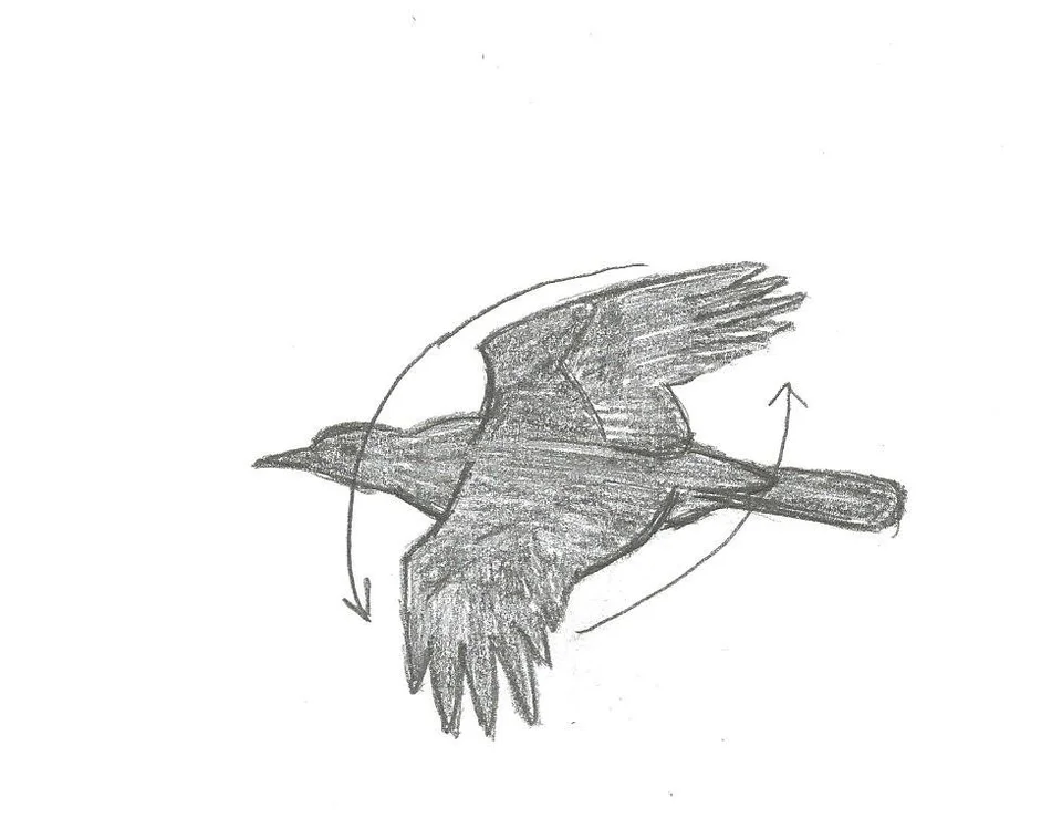 Ворона рисунок карандашом для детей