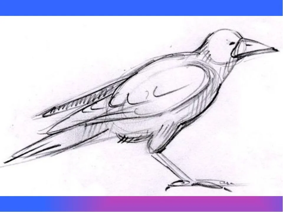Рисунок ворона карандашом