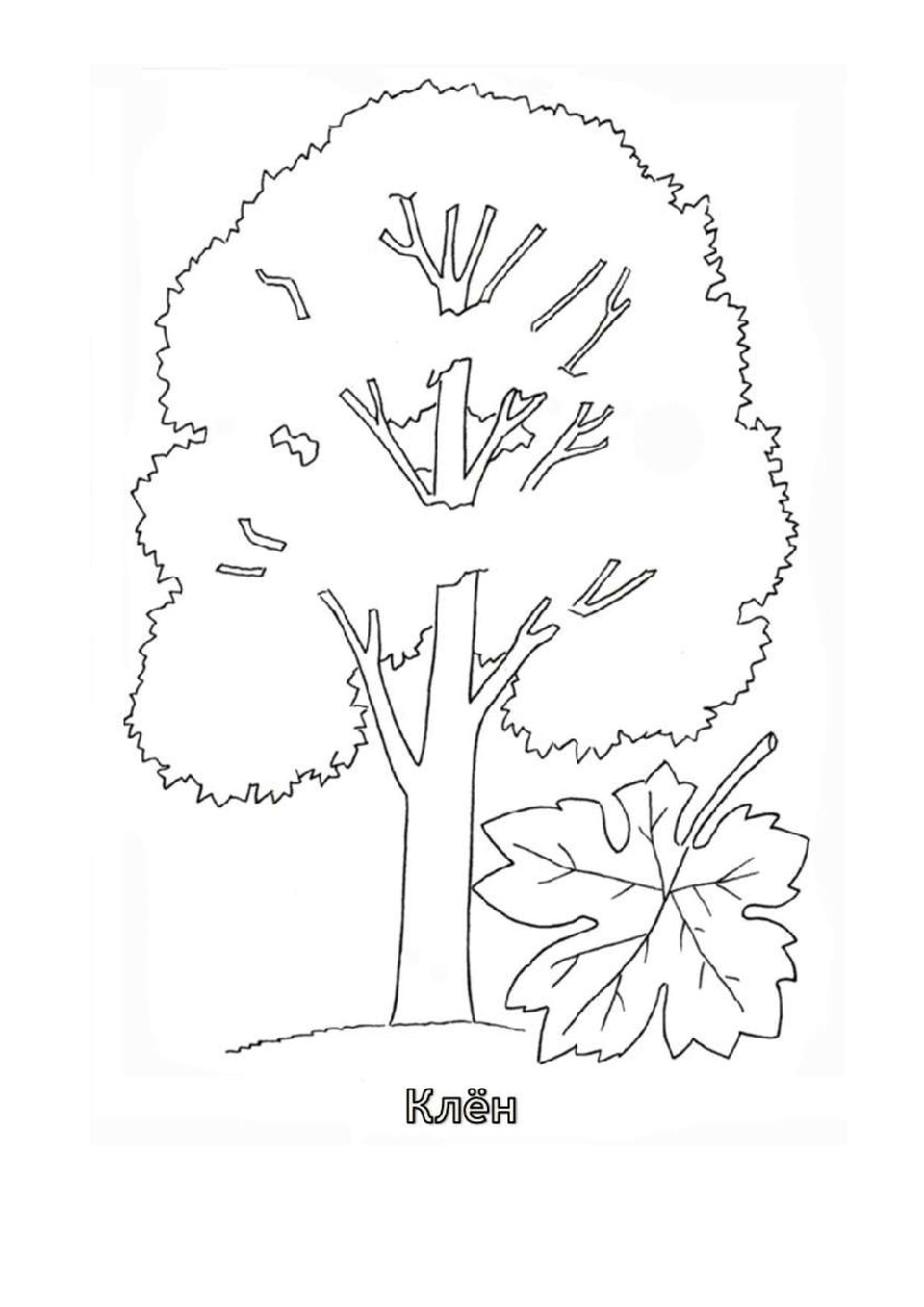 Раскраска деревья для детей