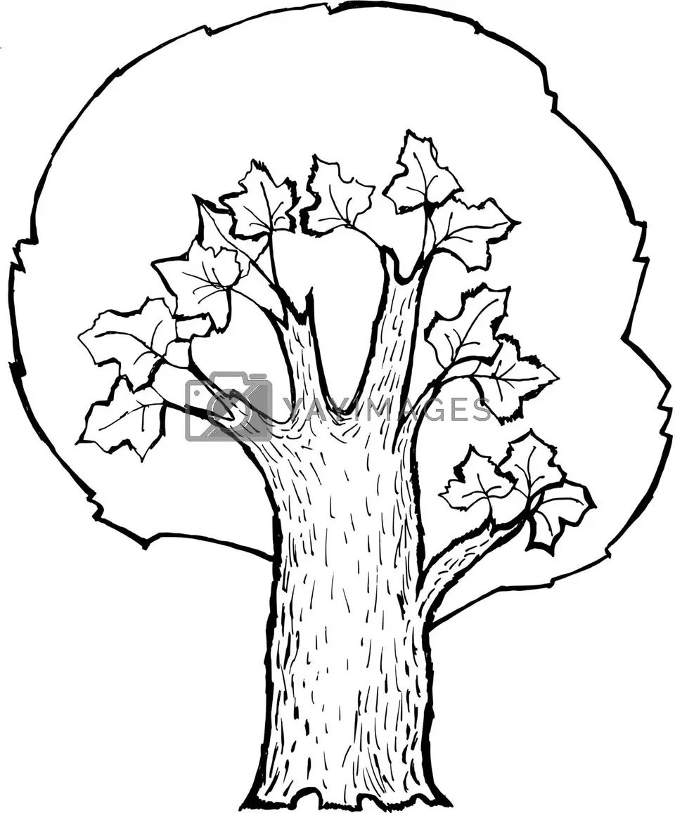 Раскраска дерево дуб