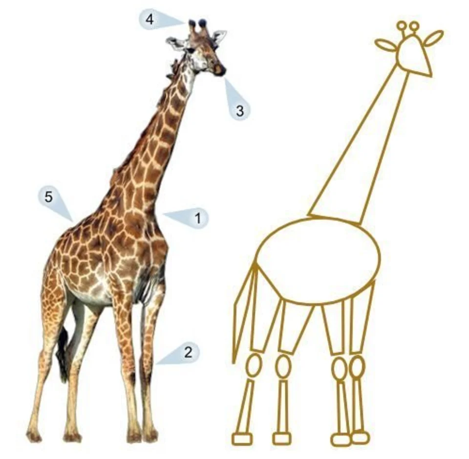 Животные жираф
