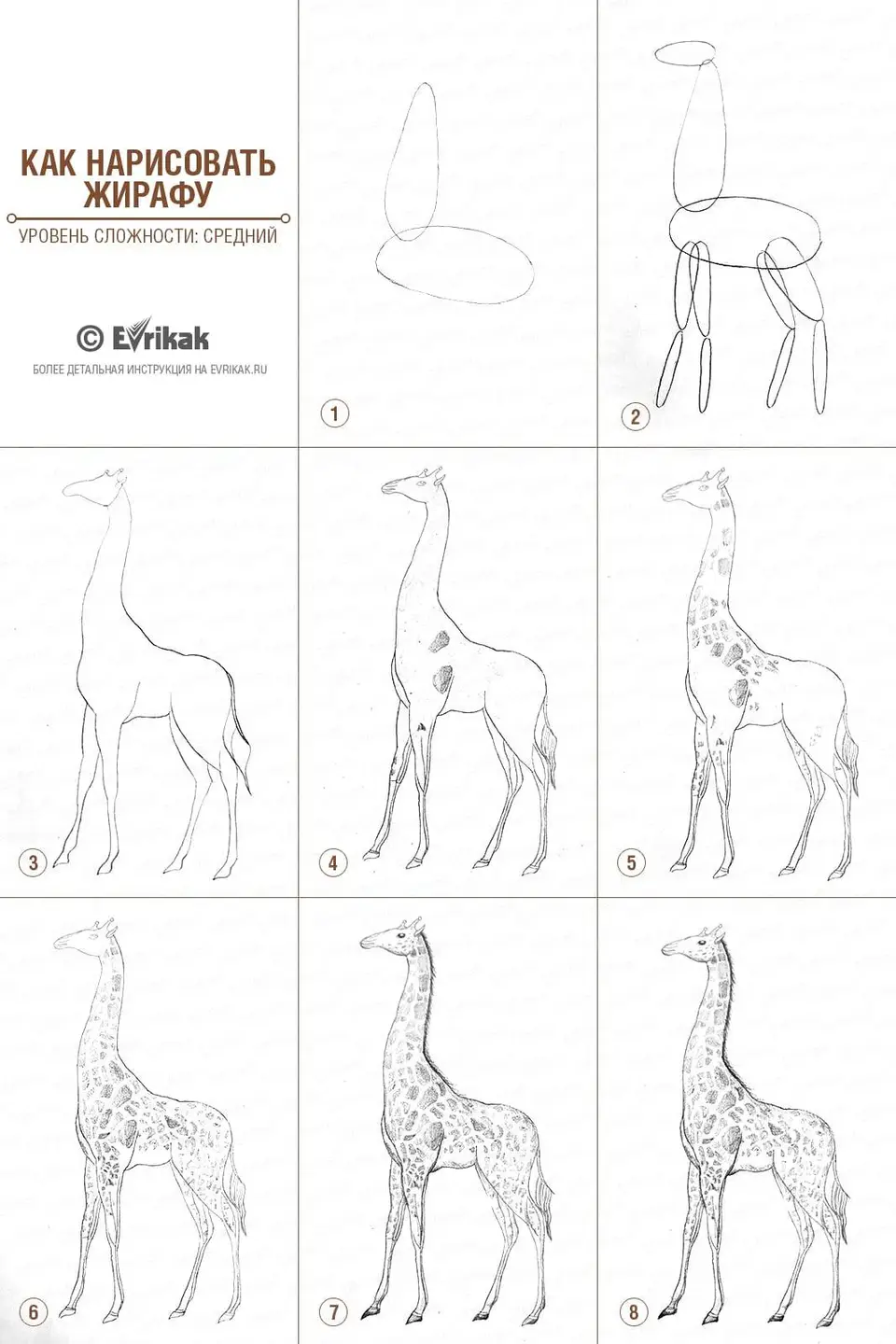 Жираф поэтапно карандашом