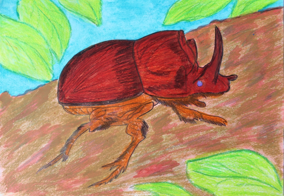 Майский жук носорог