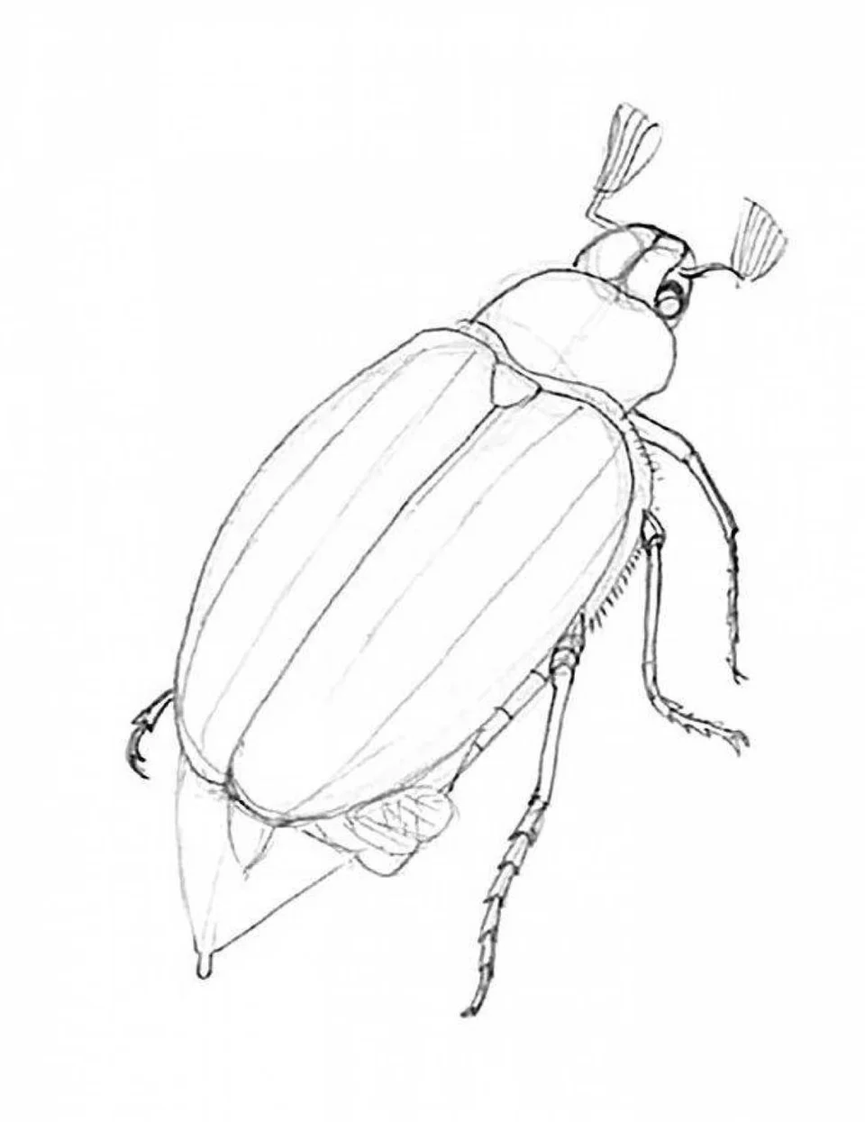 Майский жук хрущ майский рисунок