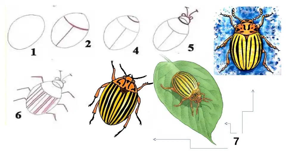 Колорадский жук жук рисунок