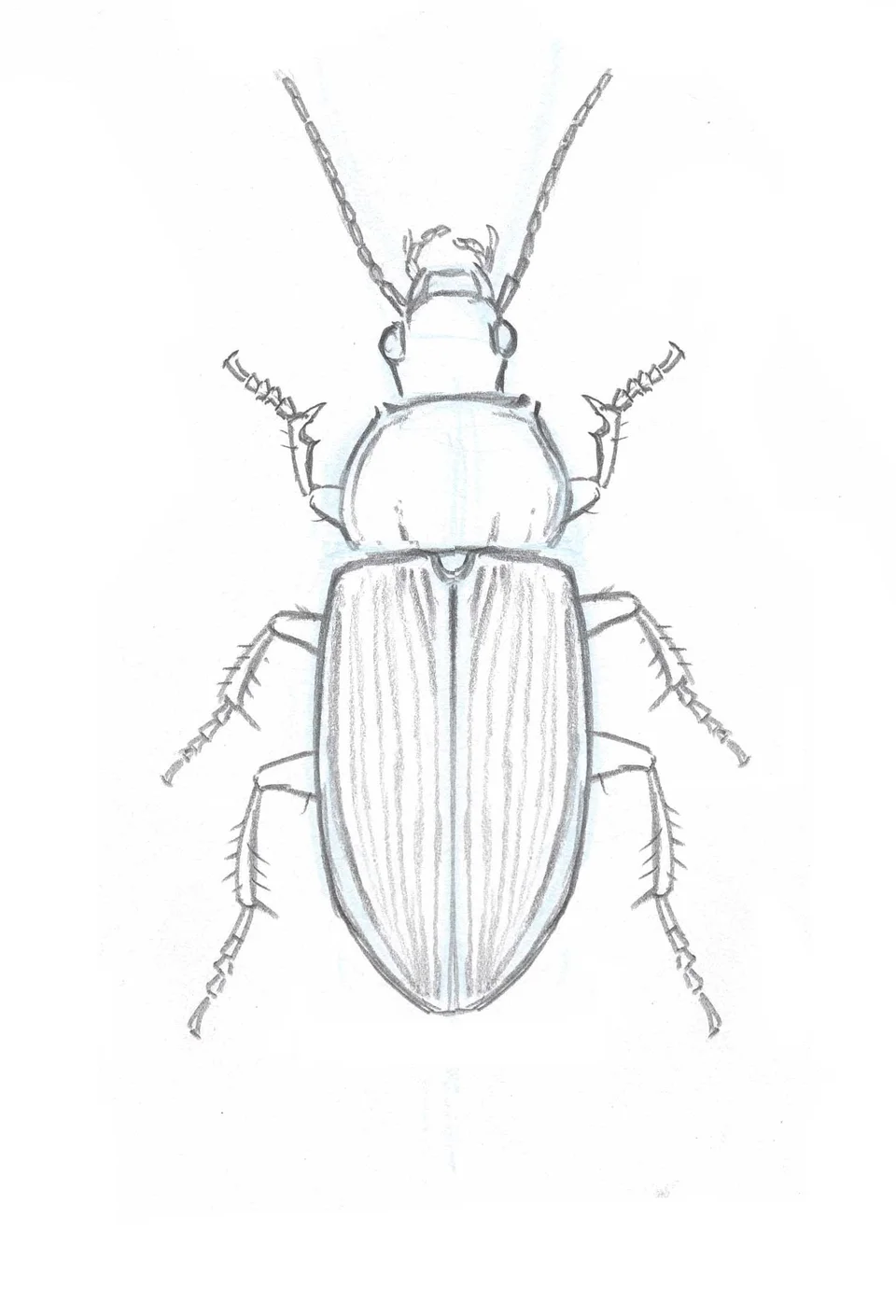 Рисунок майского жука