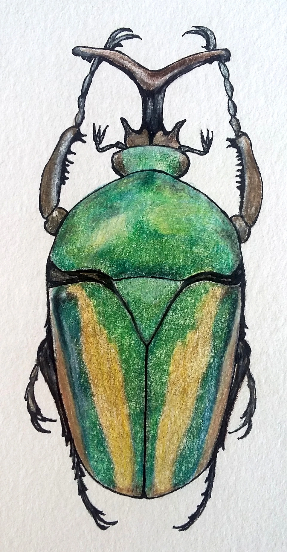 Жуки скарабеи майский жук