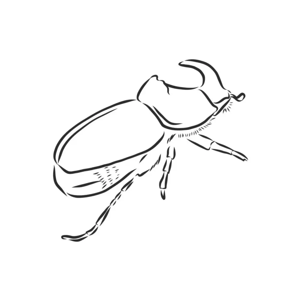 Рисунок жука для детей