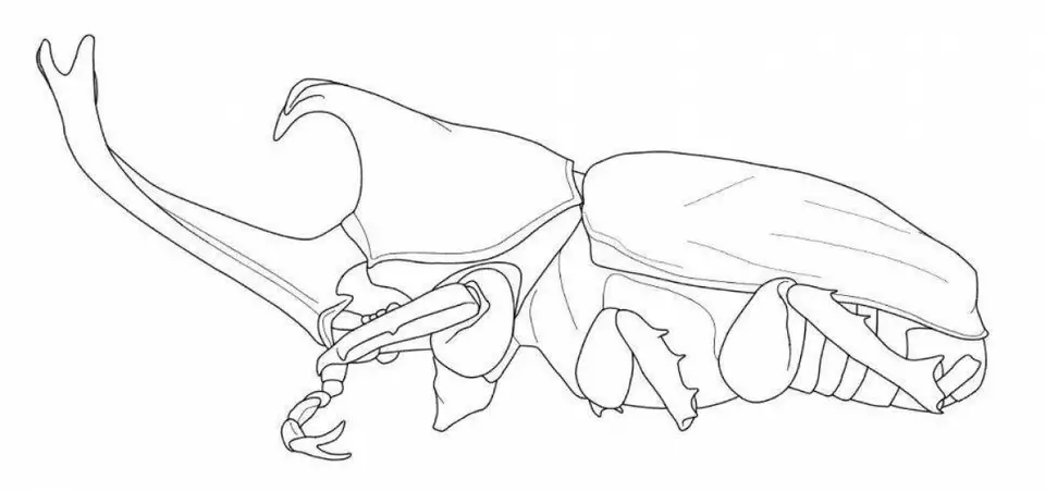 Рисунки для срисовки для детей жуки носорог и геркулес