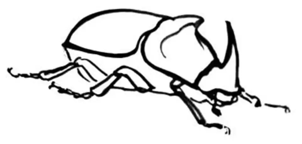 Жук носорог обыкновенный