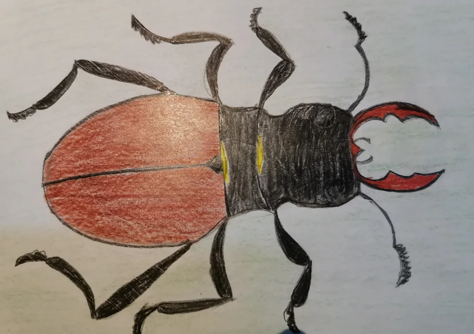 Рисунок жука