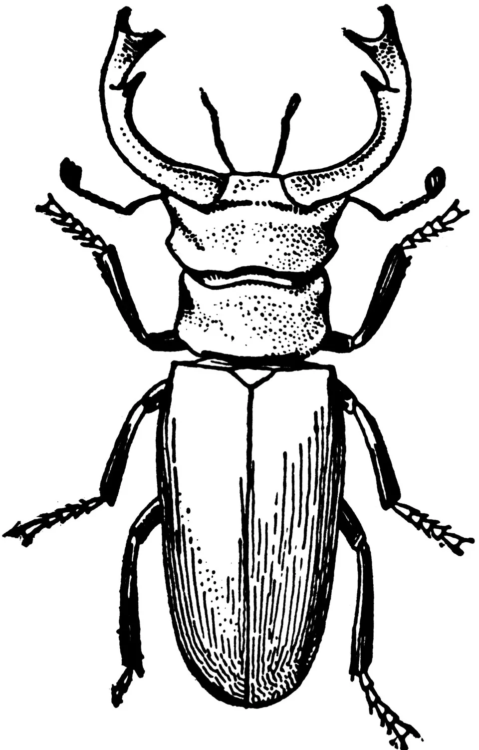 Рисунок жука оленя