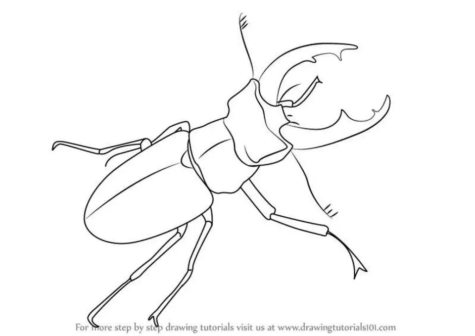 Раскраска жук олень