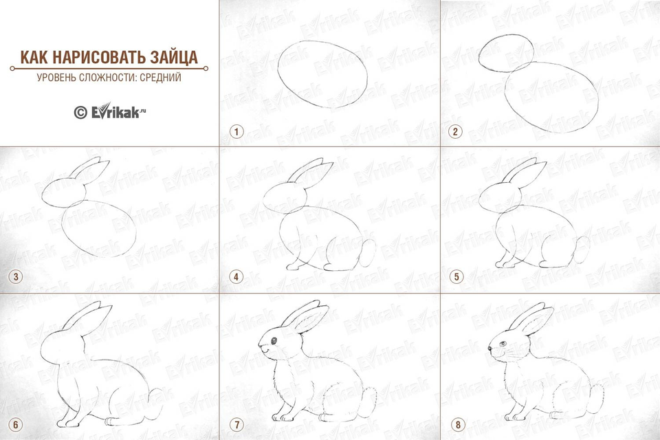 Заяц карандашом для детей