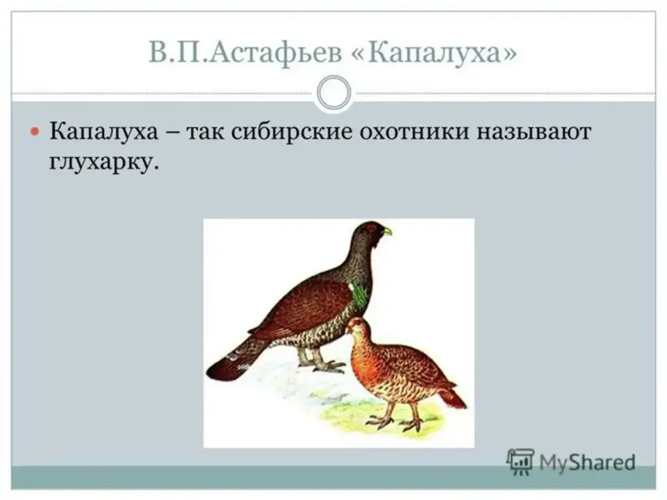 Капалуха нарисовать рисунок. В П Астафьев Капалуха 3 класс. Иллюстрация к произведению Астафьева Капалуха. Рисунок к рассказу Капалуха.