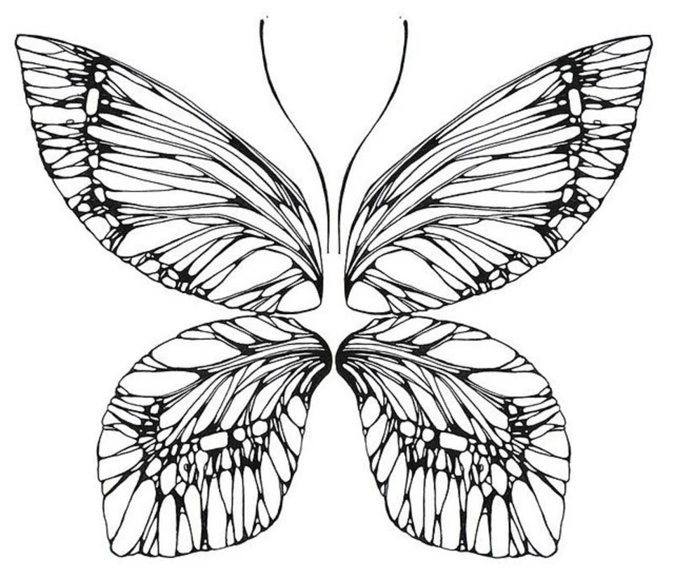 Простые крылья бабочки. Крылья бабочки. Формы крыльев бабочек. Крылья бабочки рисунок. Бабочка Графика.